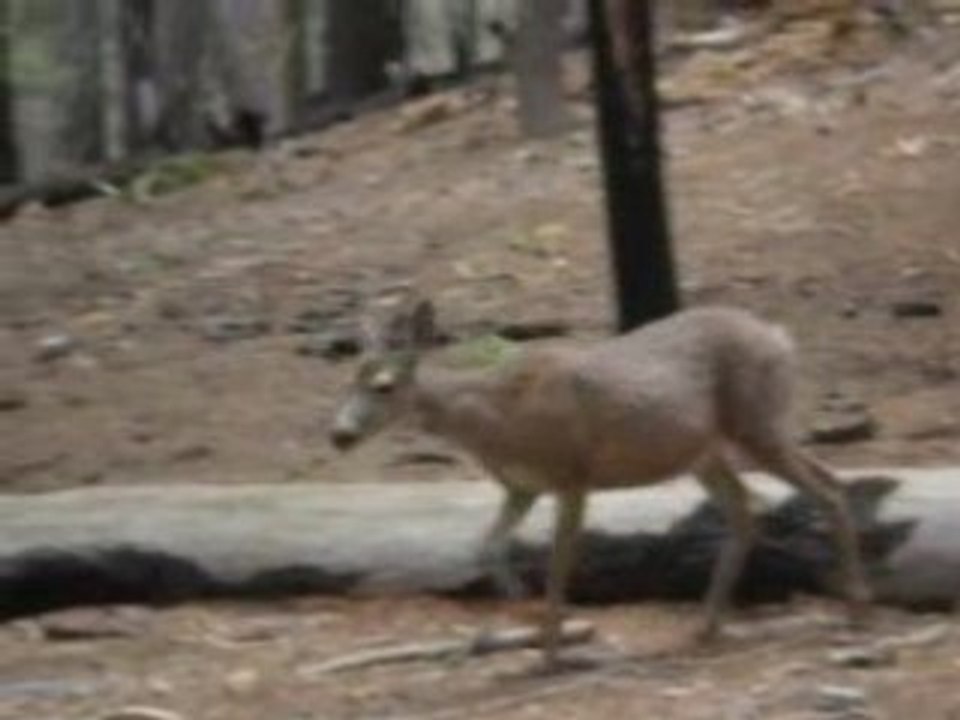 Yosemite_08 05 14_1112