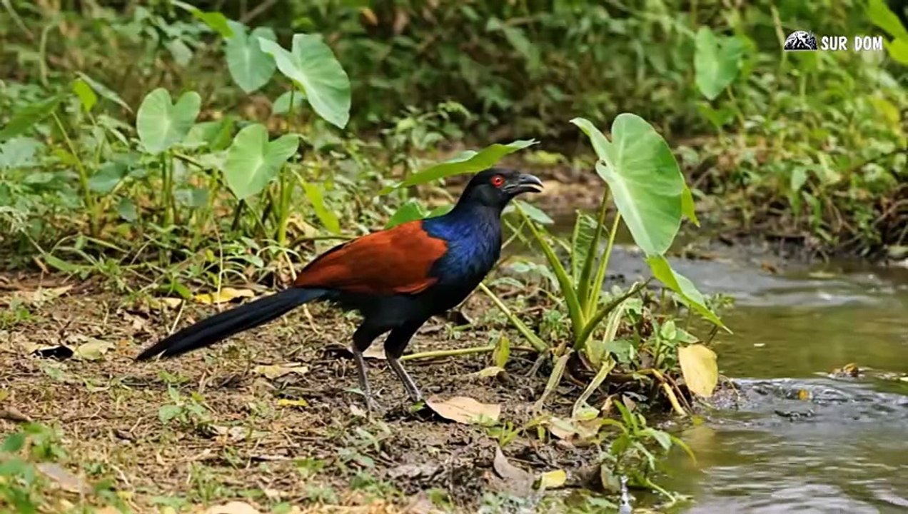 The Girl Builds a Bamboo Fish Trap in the Stream - A Girl Alone Surviving In The Forest - Part 67 - YouTube