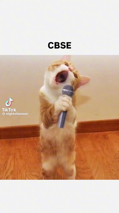 Funny cats