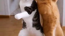 Cats Funny Dance Video 😂🐱 | Cutest Dancing Cat Moments
