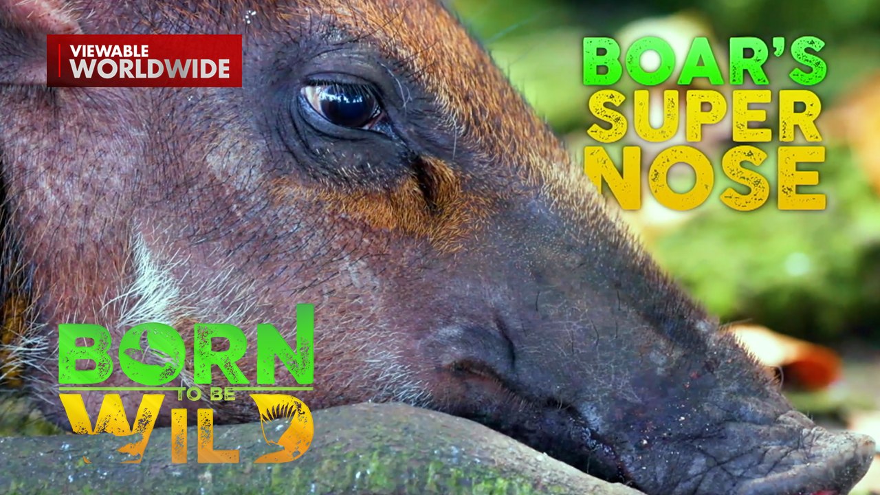 Nguso ng Baboy Ramo, Pambihira ang Lakas sa Pagbubungkal ng Lupa | Born ...