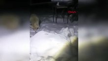 Bembeyaz karlar altında yürekleri ısıtan anlar: O Türkiye'nin en ilginç yarı evcil yarı yabanisi...