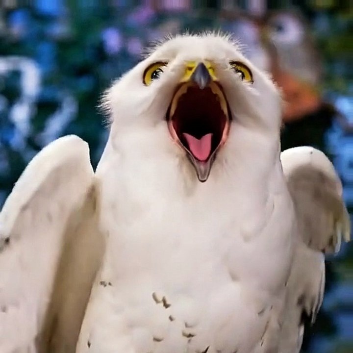 Tiwiti10