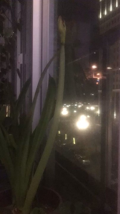 time lapse amaryllis in Detroit