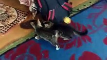 Des chats mignons et drôles dans le jeu