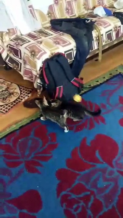 Des chats mignons et drôles dans le jeu