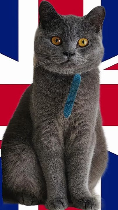 British Bulldog Vs British Shorthair