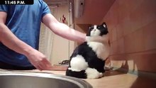 #cat #funny #viral #dailymotion #usa #2026 #animal