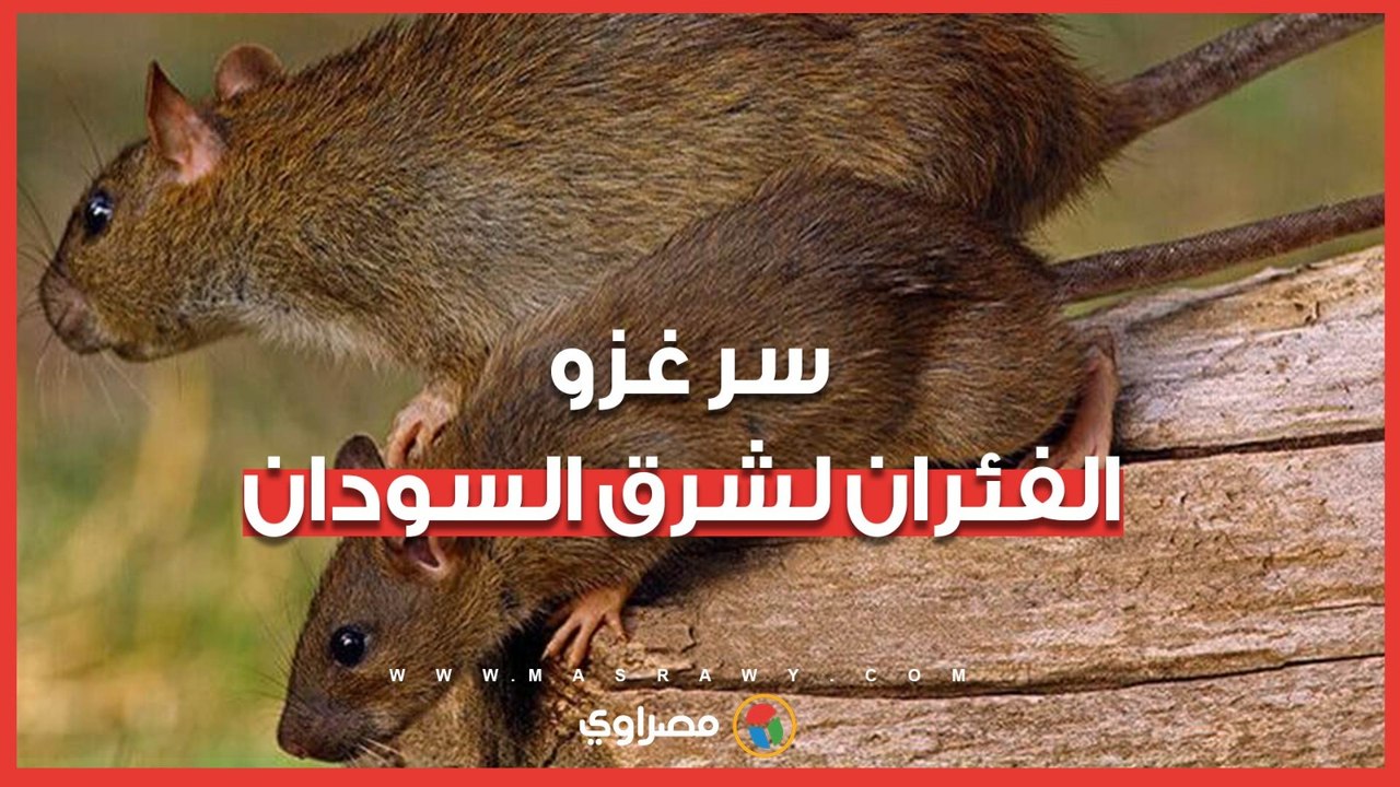 سر غزو الفئران لشرق السودان.. نهر عطبرة تحول إلى مقبرة جماعية وأسراب تهاجم المنازل