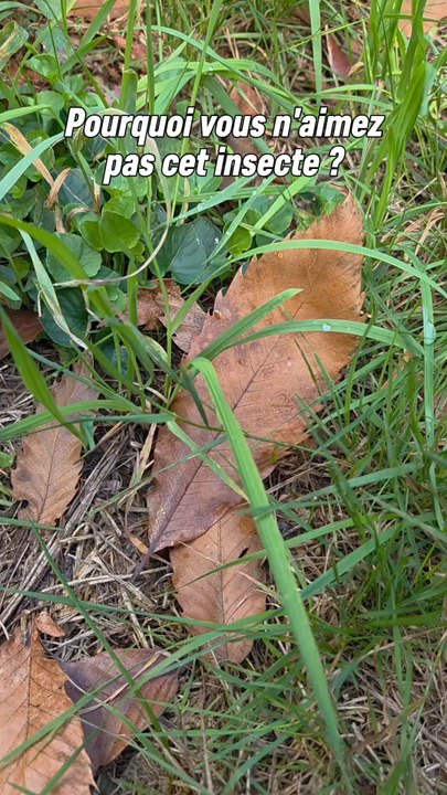Le frelon européen malgré son apparence et sa dangerosité théorique est malgré lui détesté alors qu'il est vraiment chill.Personnellement j'ai toujours observé sans problème ces magnifiques animaux et jamais je n'ai été attaqué. 😊