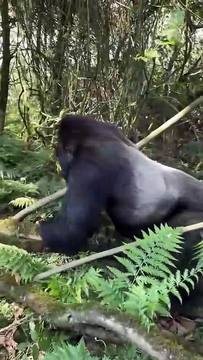 • This Gorilla’s Power Is Unreal…
