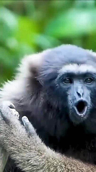 You Won’t Believe This Monkey’s Face 😳