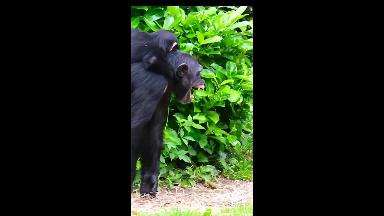 You’ve Never Seen a Monkey This Calm 😍🐒