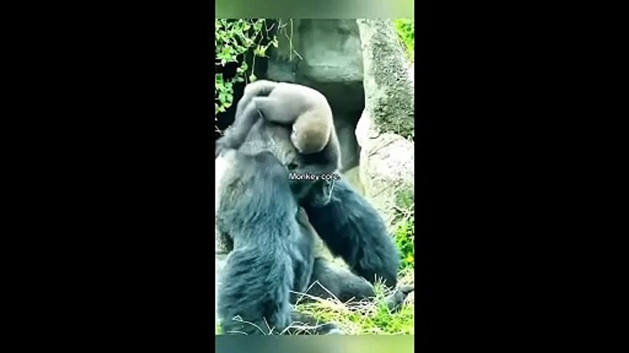 The Monkey Did Something Nobody Expected 😂 | Funny Animal Moment