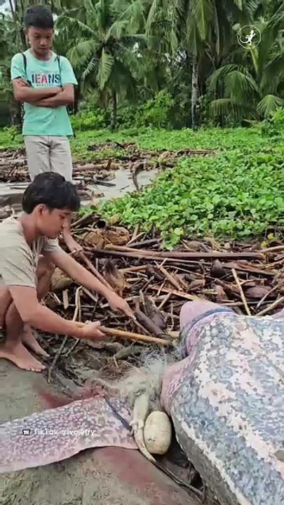 Penyu Terdampar di Mentawai, Warga Diingatkan Bahaya Konsumsi Satwa Dilindungi