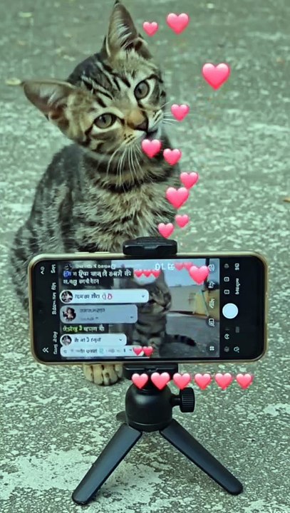 Cute cat