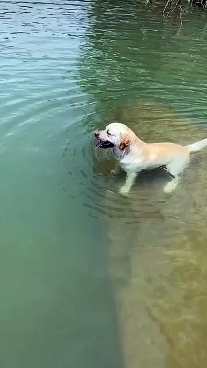 Swimming dog