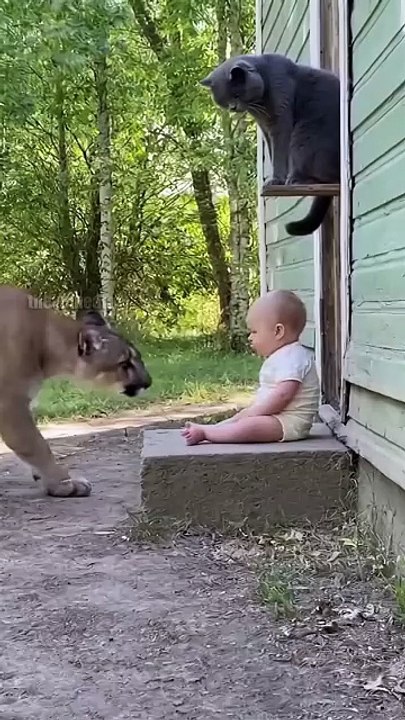 "Terrifying moment: Predators attack children... Watch the amazing rescue!"😱😨 "لحظة مرعبة: حيوانات مفترسة تهاجم أطفال... شاهد عملية الإنقاذ المذهلة!"