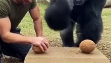 Real Strength Test Man vs Gorilla Coconut Challenge