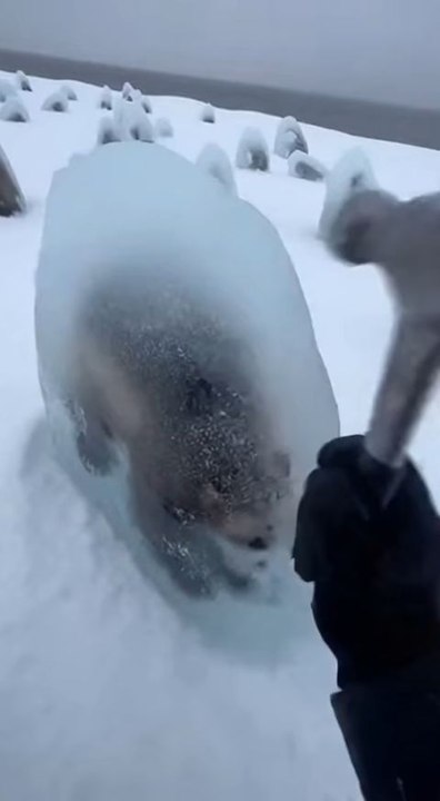 Wolverine Rescue