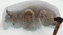 Lynx Trapped in Ice Block