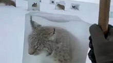 Saving The Frozen Lynx 🙀