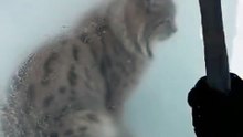 Poor Lynx Trapped in Ice,
