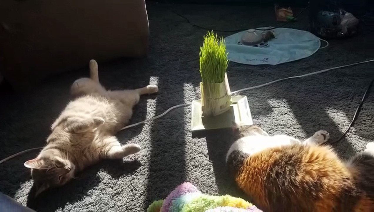 Elsie exploring the darkest corners of her kingdom. | #SparklegleamFarm #Elsie #homestead #LadyChunkerella #cats #catlovers #cute