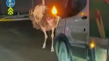 Sakarya'nın Arifiye ilçesinde başıboş şekilde dolaşan deve kuşu trafiği birbirine kattı