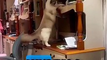 Cats Talking Funny voice over video