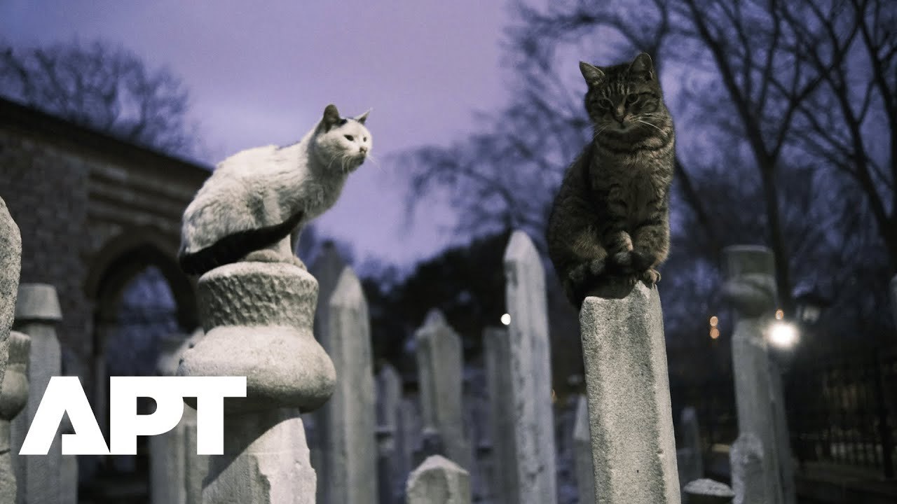Istanbul’s Famous Street Cats Live Like Royalty...