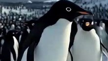 The Real Story of the Nihilist Penguin: Why This 2007 Clip Went Viral in 2026 #penguin