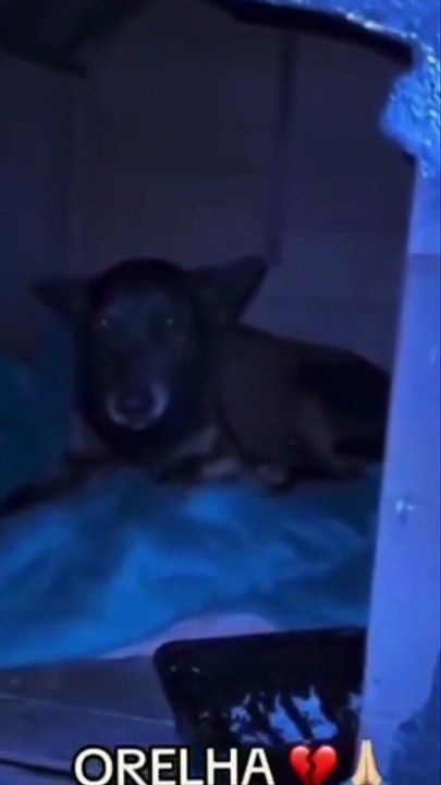 Vídeos revelam rotina do cão Orelha antes de episódio de maus-tratos em Florianópolis