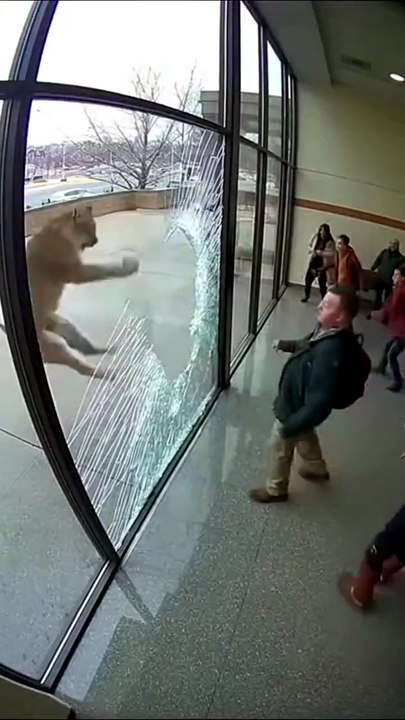 10-second fixed wide security-camera angle showing two adjacent glass panels. A large predator impacts one panel, then the second flexes dangerously. People scatter in all directions. Flat lighting, wide depth o