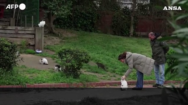 Turchia, la vita da sultani dei gatti randagi di Istanbul