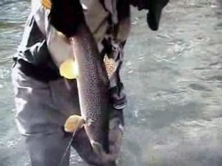 grosse truite patrice miailhe