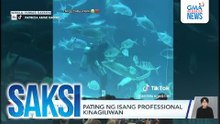 Pagyakap sa pating ng isang professional shark diver, kinagiliwan | Saksi