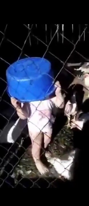 Huhn beißt in den Schritt