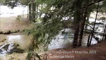 Δάσος Ελατιάς - Στραβόρεμα (9 Μαρτίου 2021)