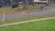 Australian kangaroo 🦘