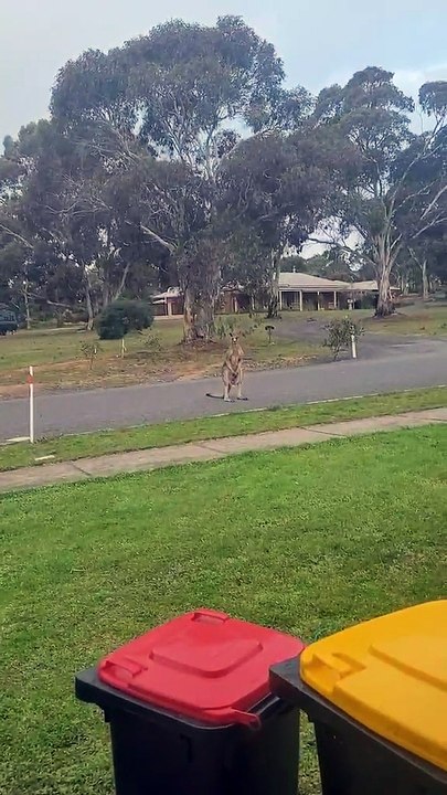 Australian kangaroo 🦘