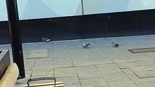 Birds 🐦 wandering in the street