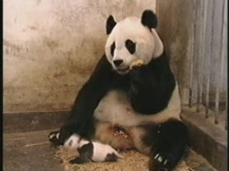 Mam panda & baby