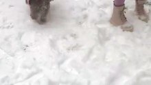 Joyful Dog