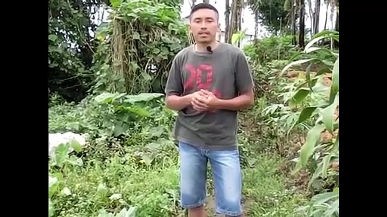 CARA PEMUPUKAN KOL DENGAN METODE TABUR #5