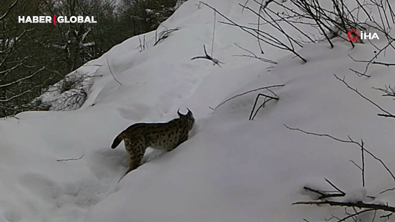 Erzincan'da şaşırtan anlar... Ormanın hayaleti böyle görüntülendi!
