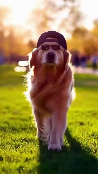 Cool Dog Thinks He's Gangster – But Butterfly Wins! 😂 Funny Dog Fail | Viral AI Short