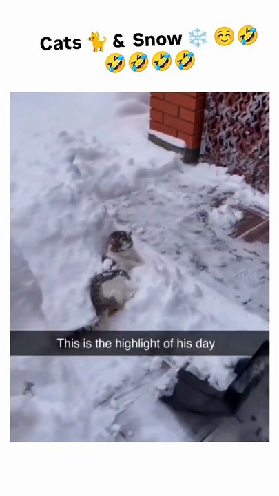 The post features a 73-second compilation video of cats encountering snow for the first time_ capturing humorous reactions like shock_ playfulness_ and bewi(
