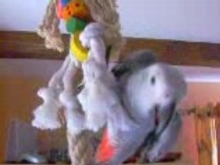 mon gris en action !.....