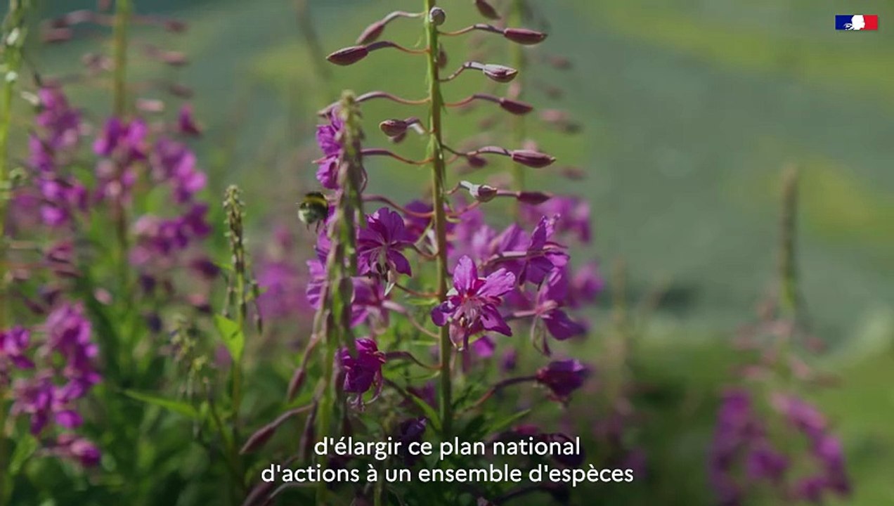 DREAL Occitanie - Plan National D'Action - #15 Flore des Pyrénées